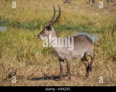 L'eau de l'Afrique de l'alerte grand mâle antilope mâle debout devant river et Reed, safari à Moremi NP, Botswana Banque D'Images