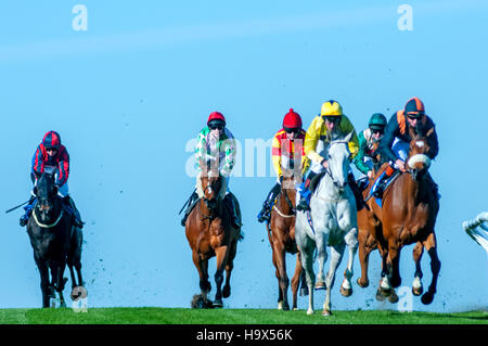 Les courses de chevaux à Brighton Racecourse Banque D'Images