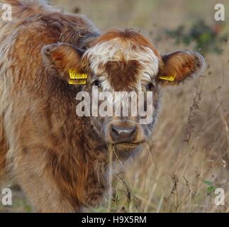 Highland cattle Banque D'Images