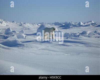 Un ours polaire mâle est en alerte sur la côte de l'Arctique le 29 avril 2005 près de Kaktovik, en Alaska. Banque D'Images