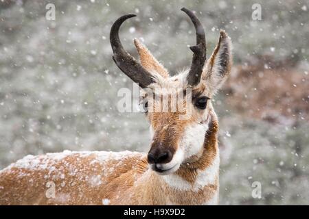 Une antilope mâle buck est parmi la neige qui tombe au Yellowstone National Park le 10 mai 2014 dans le Wyoming. Banque D'Images