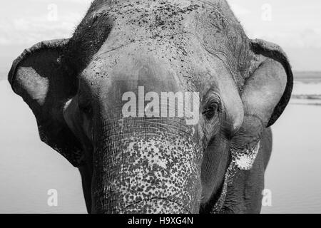 En attente de l'éléphant d'Asie pour l'alimentation par le côté de la route près de Tangalla Elephant Park Sanctuary Sri Lanka Banque D'Images