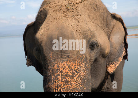 En attente de l'éléphant d'Asie pour l'alimentation par le côté de la route près de Tangalla Elephant Park Sanctuary Sri Lanka Banque D'Images