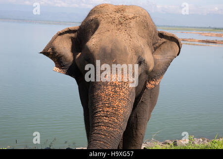 En attente de l'éléphant d'Asie pour l'alimentation par le côté de la route près de Tangalla Elephant Park Sanctuary Sri Lanka Banque D'Images