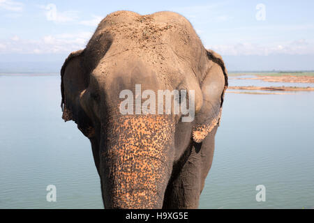 En attente de l'éléphant d'Asie pour l'alimentation par le côté de la route près de Tangalla Elephant Park Sanctuary Sri Lanka Banque D'Images