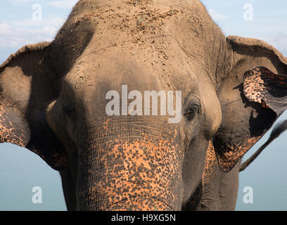 En attente de l'éléphant d'Asie pour l'alimentation par le côté de la route près de Tangalla Elephant Park Sanctuary Sri Lanka Banque D'Images