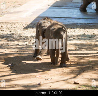Les éléphants d'Asie, l'éléphant d'Udawalawe Accueil Transit, Sri Lanka Banque D'Images