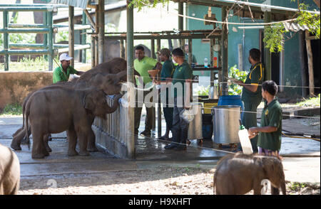 Les éléphants d'Asie, l'éléphant d'Udawalawe Accueil Transit, Sri Lanka Banque D'Images