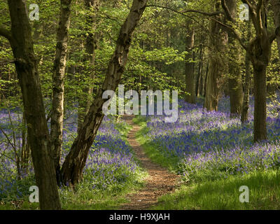 Atherson, Warwickshire, Angleterre, Blue Bell Woods. Banque D'Images