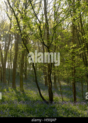 Le Blue Bell Woods Atherson Warwickshire, en Angleterre. Banque D'Images