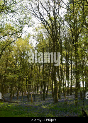 Le Blue Bell Woods Atherson Warwickshire, en Angleterre. Banque D'Images