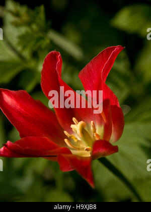 Une superbe cuisine américaine rouge lillie cultivés dans un jardin britannique. Banque D'Images