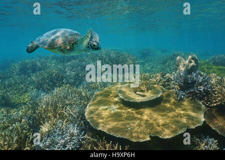 Une tortue de mer verte éclairage sous-marin sur la santé des récifs de corail dans les eaux peu profondes, Nouvelle Calédonie, océan Pacifique sud Banque D'Images