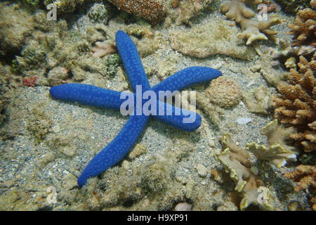 Étoile de mer bleue Linckia laevigata, sous-marin sur le fond marin, l'océan Pacifique sud, la Nouvelle Calédonie Banque D'Images