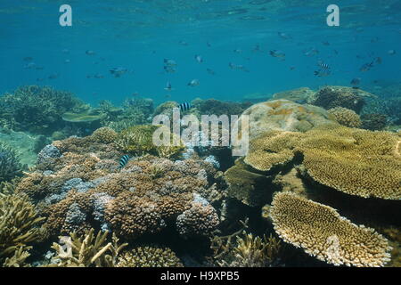 Coraux mous et durs sous l'eau peu profonde sur un récif de corail avec des poissons demoiselles, Nouvelle Calédonie, océan Pacifique sud Banque D'Images