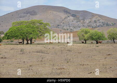 Terres sèches avec quelques vaches et arbres, Boulouparis, Nouvelle-Calédonie, Pacifique sud Banque D'Images