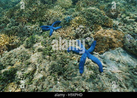 Deux étoiles de mer linckia laevigata avec couleur bleu naturel, sous l'eau au fond de l'océan, l'océan Pacifique sud, la Nouvelle Calédonie Banque D'Images