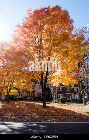 Arbre d'automne dans la cour avant de la maison sur l'ouest de la rivière des Outaouais. St Paul Minnesota MN USA Banque D'Images