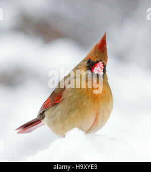 Une femelle cardinal du Nord perche dans son habitat naturel, affichant la coloration rouge vibrante caractéristique de l'espèce. Cet oiseau est commun en Amérique du Nord et joue un rôle dans les écosystèmes forestiers en consommant des graines et des insectes. Banque D'Images