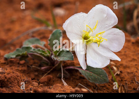 Archesnps Nain 8709262850 L'onagre (Oenothera caespitosa) Banque D'Images