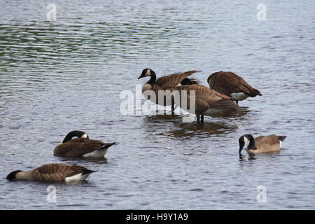 On aperçoit des oies du Canada dans le Turning Basin, une importante escale migratoire pour les oiseaux de la région. La région fournit un habitat essentiel à la sauvagine pendant les migrations saisonnières. Banque D'Images