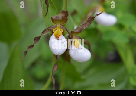Gros plan de la pantoufle de la Dame de montagne (Cypripedium montanum), une orchidée rare trouvée dans le parc national des glaciers. Cette plante fait partie de la flore diversifiée du parc et souligne l’importance de préserver les espèces végétales indigènes et les écosystèmes qu’elles soutiennent. Banque D'Images