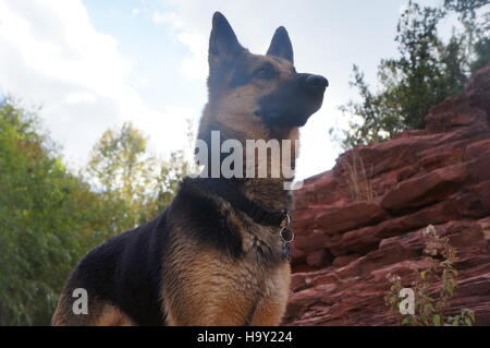 Chien, German Shepard Banque D'Images