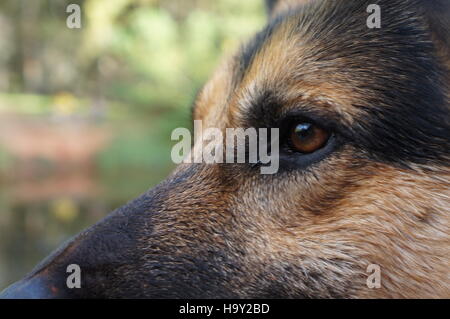 Chien, German Shepard Banque D'Images