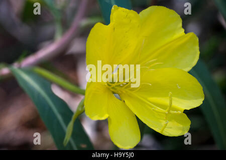 L'onagre des ponts (Oenothera longissima) est une plante à fleurs rare connue pour ses pétales allongés et ses fleurs jaunes vibrantes, que l'on trouve dans des zones écologiques spécifiques. Banque D'Images