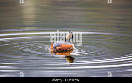 Photo d'un Grebe aux oreilles (Podiceps nigricollis) dans le parc national de Yellowstone. Ce petit oiseau d’eau, connu pour son plumage noir caractéristique pendant la saison de reproduction, se retrouve souvent dans les lacs et les rivières du parc. L'image capture sa forme délicate alors qu'elle glisse dans l'eau, mettant en valeur les traits caractéristiques de l'oiseau. Banque D'Images