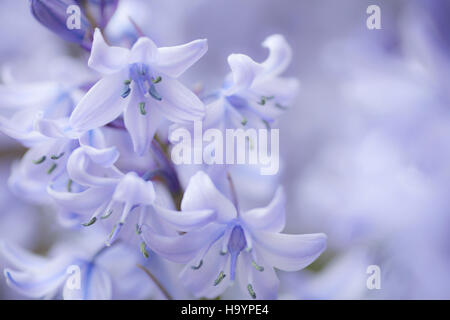 Close up of Bluebells Banque D'Images