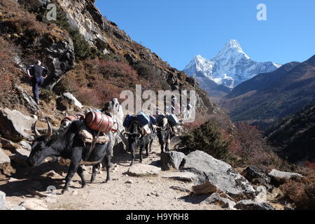 Les yacks transportant des marchandises sur le chemin sur le chemin de camp de base de l'Everest, Népal photo de jen lombardo Banque D'Images