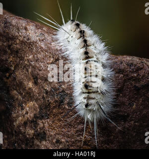 Hickory blanc venimeux sur Caterpillar à pointes blanches rock humide Banque D'Images