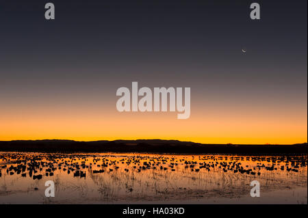 Paysage atmosphérique spectaculaire, vue sur le lac à Bosque del Apache National Wildlife refuge au Nouveau-Mexique, États-Unis, à l'aube avec des silhouettes de sauvagine. Banque D'Images