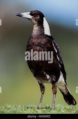 Cassican flûteur, Gymnorhina tibicen)(,mâle, New South Wales, Australie Banque D'Images