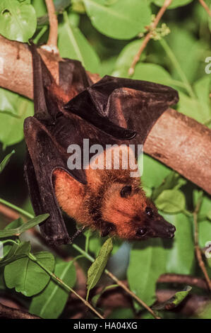 Flying Fox indien ou plus, les Indiens(pteropus giganteus), perchoirs dans un arbre pendant la journée,Rajasthan, Inde Banque D'Images