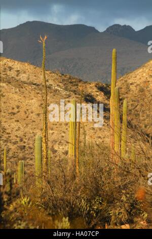 Coucher du soleil dans le champs de cactus, Mexique, Basse Californie Banque D'Images