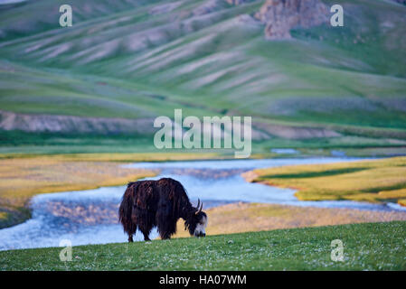 La Mongolie, province de Bayankhongor, un Yak dans la steppe Banque D'Images