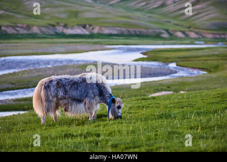 La Mongolie, province de Bayankhongor, un Yak dans la steppe Banque D'Images