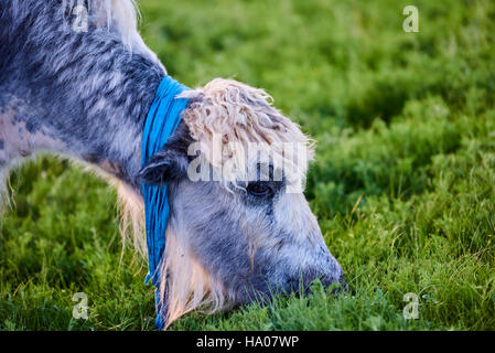 La Mongolie, province de Bayankhongor, un Yak dans la steppe Banque D'Images