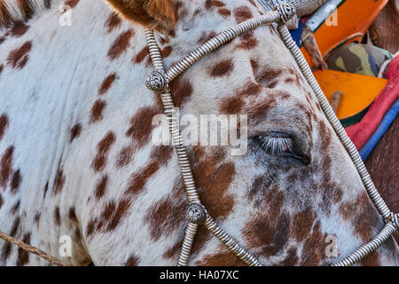 La Mongolie, province de Bayankhongor, Lantern, fête traditionnelle, d'argent et de faisceau pour le cheval Banque D'Images