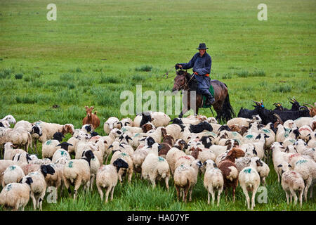 La Mongolie, province Arkhangai, nomad camp, troupeau de moutons sous la pluie Banque D'Images