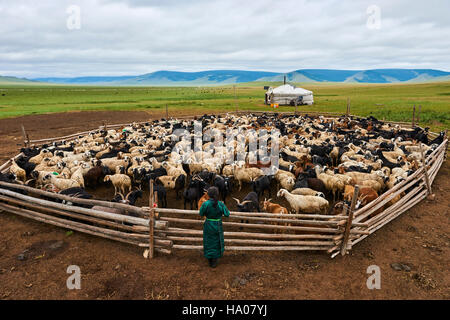 La Mongolie, province Arkhangai, nomad camp, troupeau de moutons Banque D'Images