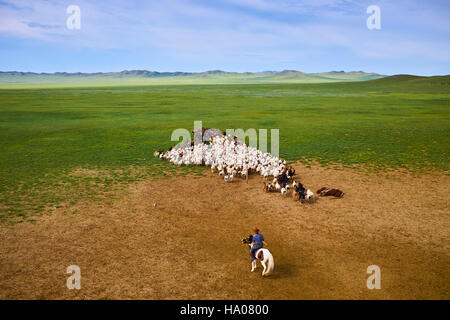 La Mongolie, province Arkhangai, nomad camp, troupeau de moutons Banque D'Images