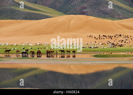 La Mongolie, province Zavkhan, Khar Nuur lake, de moutons et de troupeau de chevaux Banque D'Images