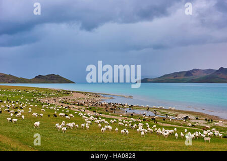 La Mongolie, province Zavkhan, lac Khar Nuur, troupeau de moutons Banque D'Images