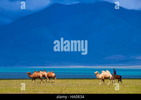 La Mongolie, province d'Uvs, l'ouest de la Mongolie, troupeau de chameaux au lac Uureg Nuur Banque D'Images