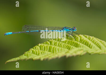 Demoiselle d'azur mâle (Coenagrion puella) sur feuille, Burgenland, Autriche Banque D'Images