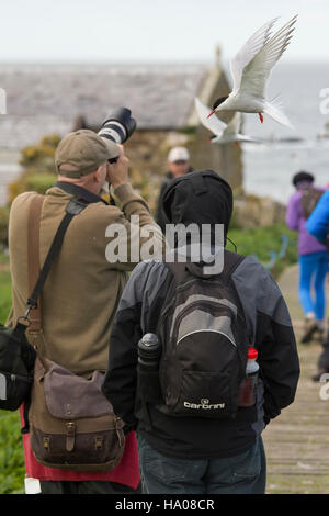 Les photographes et les observateurs d'être attaqué par les Sternes arctiques protégeant leurs nids, Iles Farne, Northumberland, Angleterre Banque D'Images