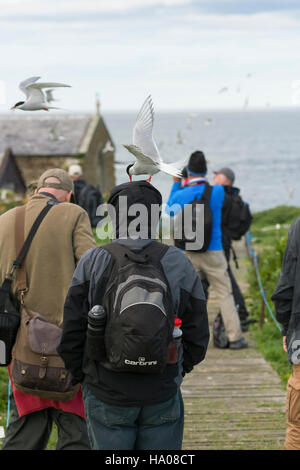 Les photographes et les observateurs d'être attaqué par les Sternes arctiques protégeant leurs nids, Iles Farne, Northumberland, Angleterre Banque D'Images